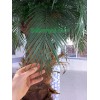 درخت نخل مصنوعی برای استخر